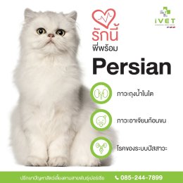 ‘รักนี้พี่พร้อม!’ เรียนรู้โรคติดตัวของเจ้าเหมียว 6 สายพันธุ์กันเถอะ! (copy)